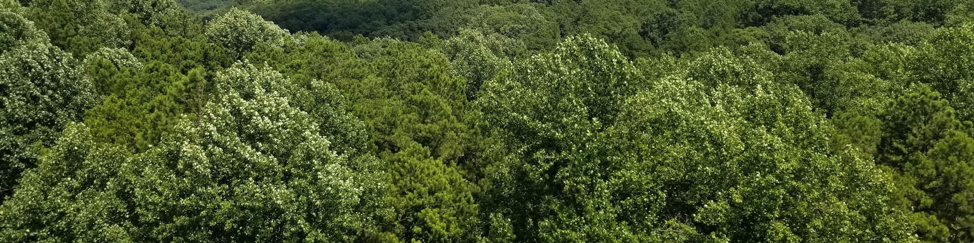 A dense forest with a clear sky.
