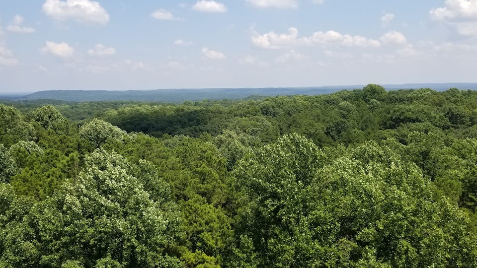 A dense forest with a clear sky.