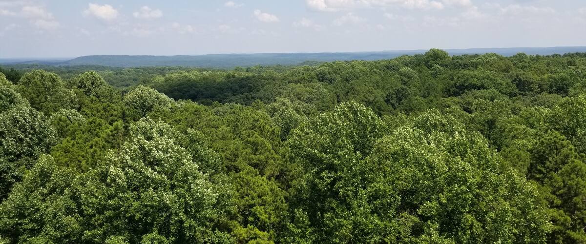A dense forest with a clear sky.