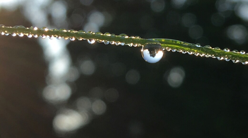 After a morning rain there are many photo opportunities.