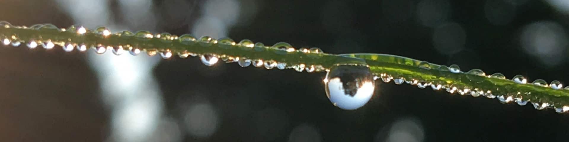 After a morning rain there are many photo opportunities.