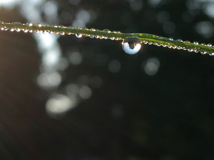 After a morning rain there are many photo opportunities.