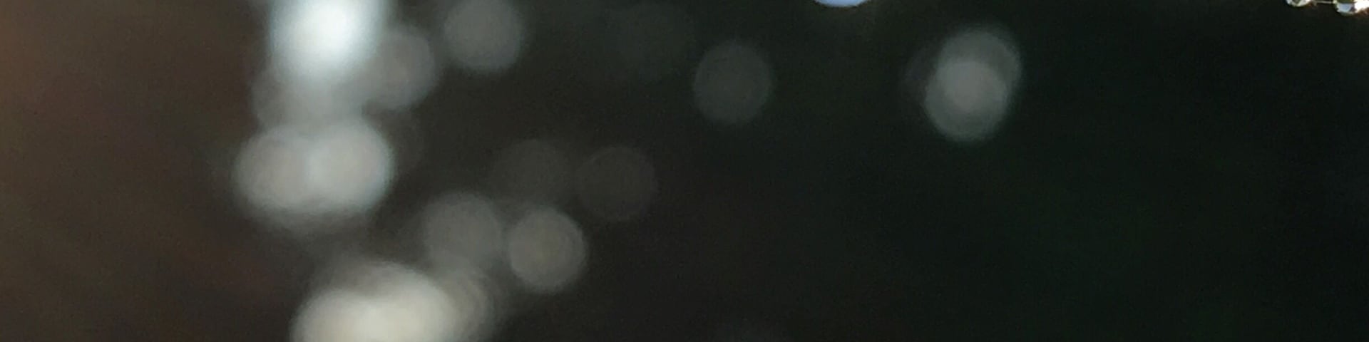 After a morning rain there are many photo opportunities.