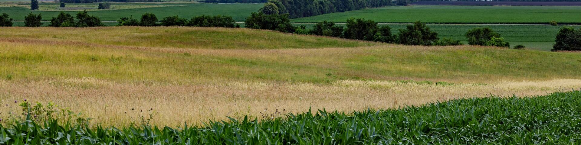 Des Moines skyline visible across farm fields in rural Iowa at sunrise.