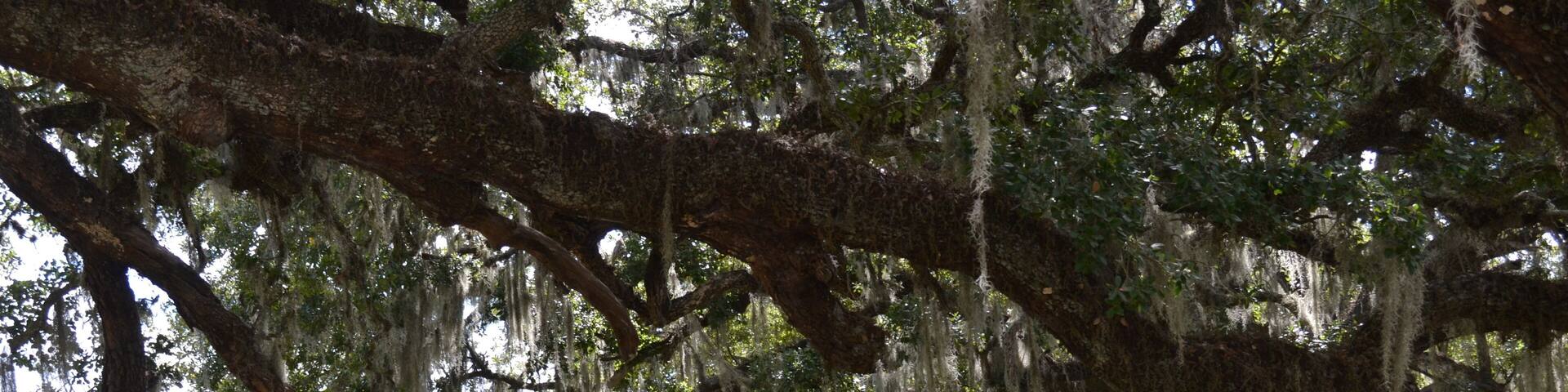 Amazing giant trees with Spanish moos at the old plantation estate in south Texas