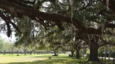Amazing giant trees with Spanish moos at the old plantation estate in south Texas