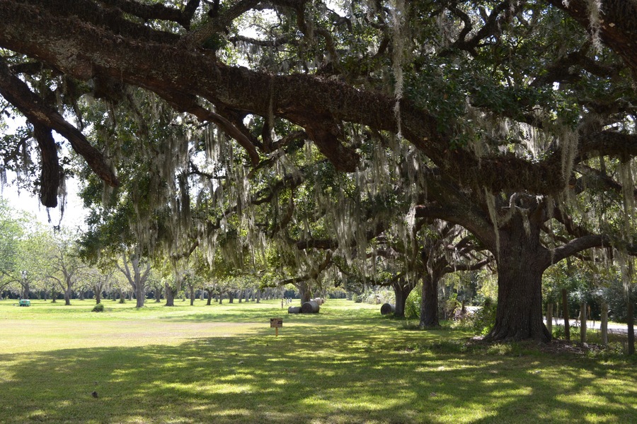 Amazing giant trees with Spanish moos at the old plantation estate in south Texas