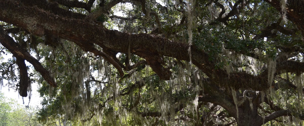 Amazing giant trees with Spanish moos at the old plantation estate in south Texas