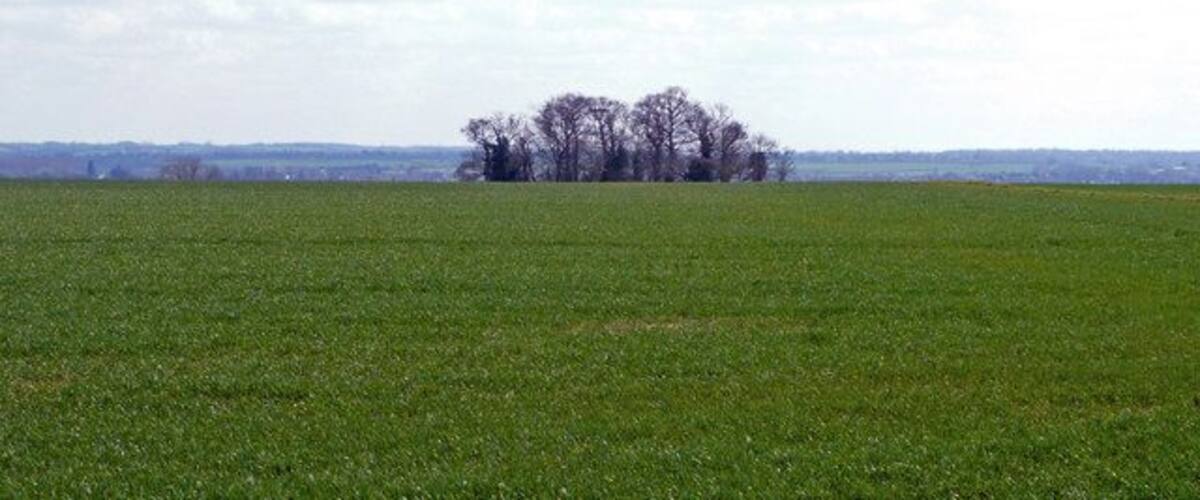 A vast green field with a cluster of leafless trees in the distance.