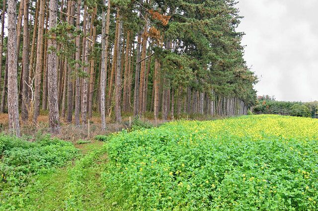 Warden Warren The edge of a wood named Warden Warren which forms part of the Shuttleworth Estate