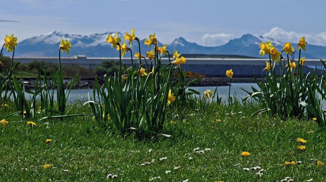 Arran with Daffodils