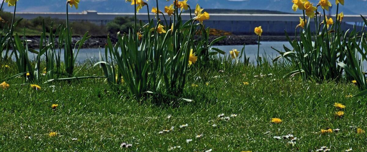 Arran with Daffodils