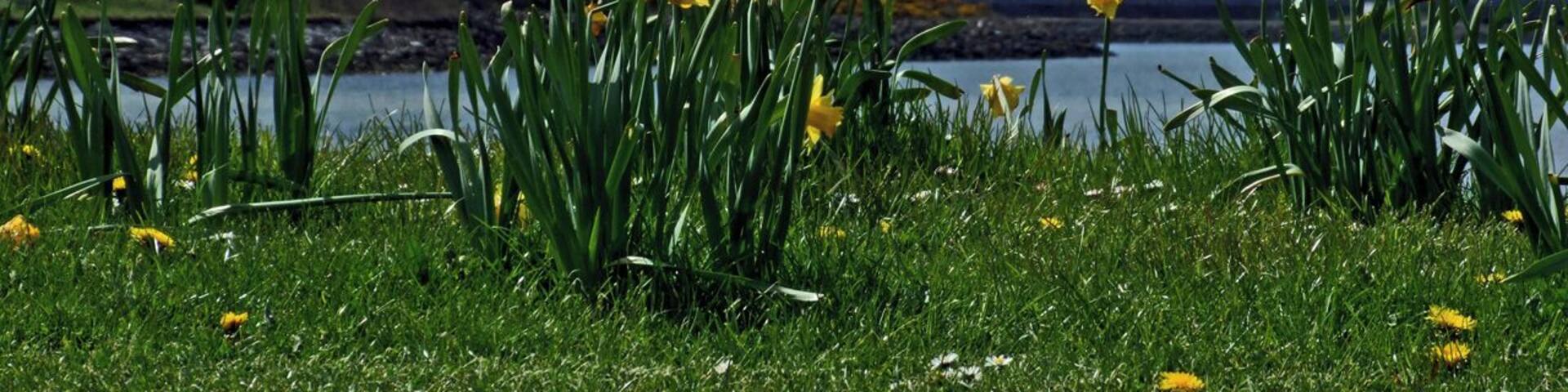 Arran with Daffodils