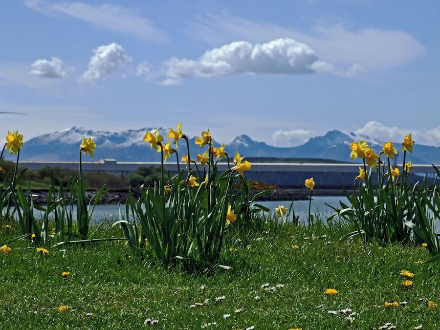 Arran with Daffodils