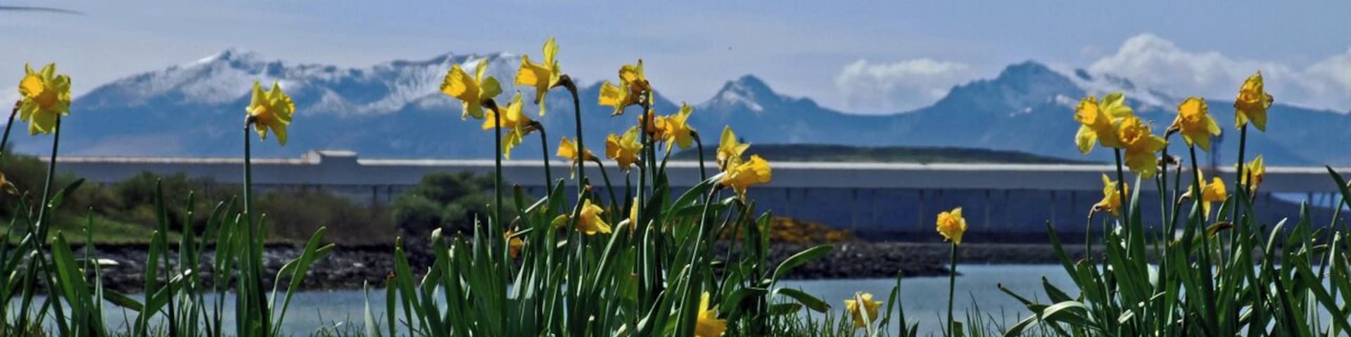 Arran with Daffodils