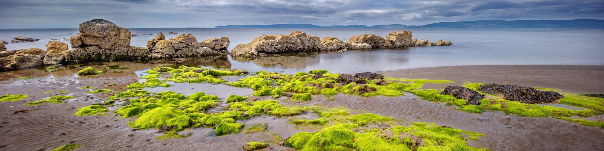 A beach with green seaweed and rocks.