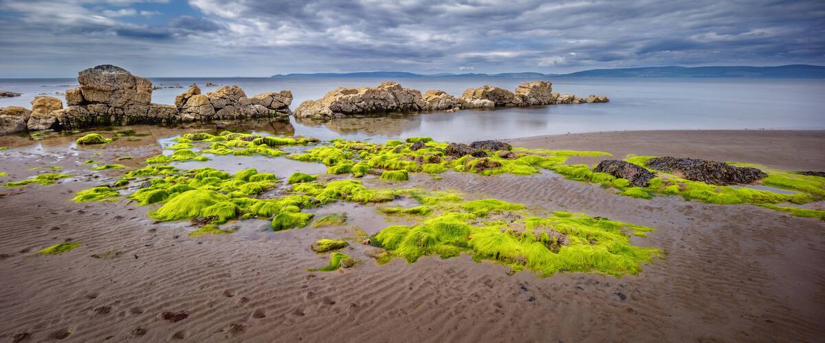 A beach with green seaweed and rocks.