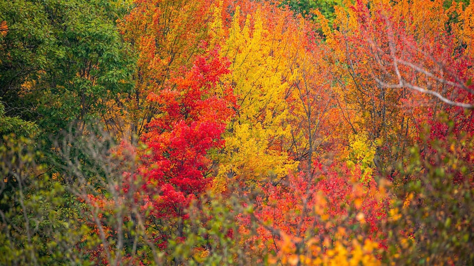 A dense forest with trees displaying autumn colors of red, yellow, and green.