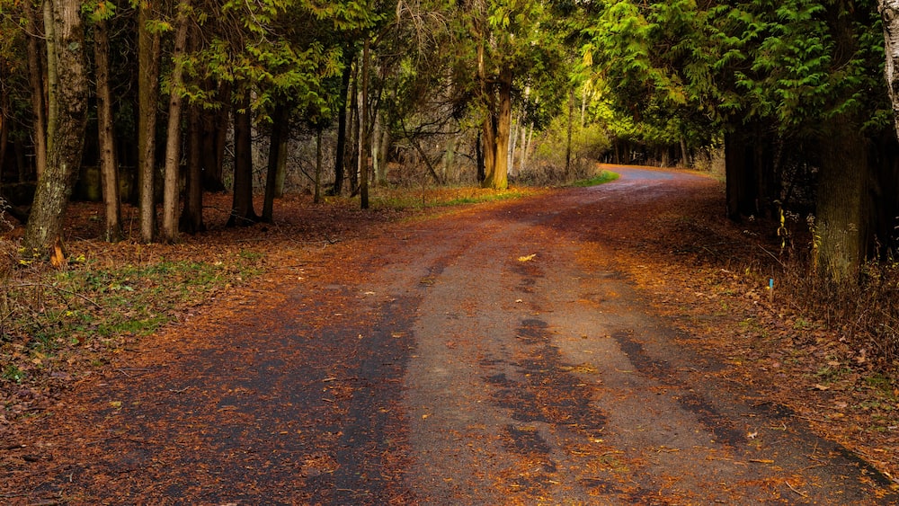 Roadway through the cedar trees within Harrington Beach State Park, Belgium, Wisconsin in late November