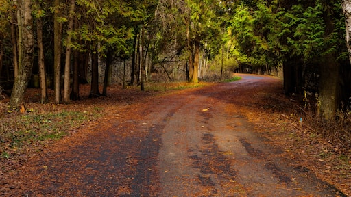 Roadway through the cedar trees within Harrington Beach State Park, Belgium, Wisconsin in late November