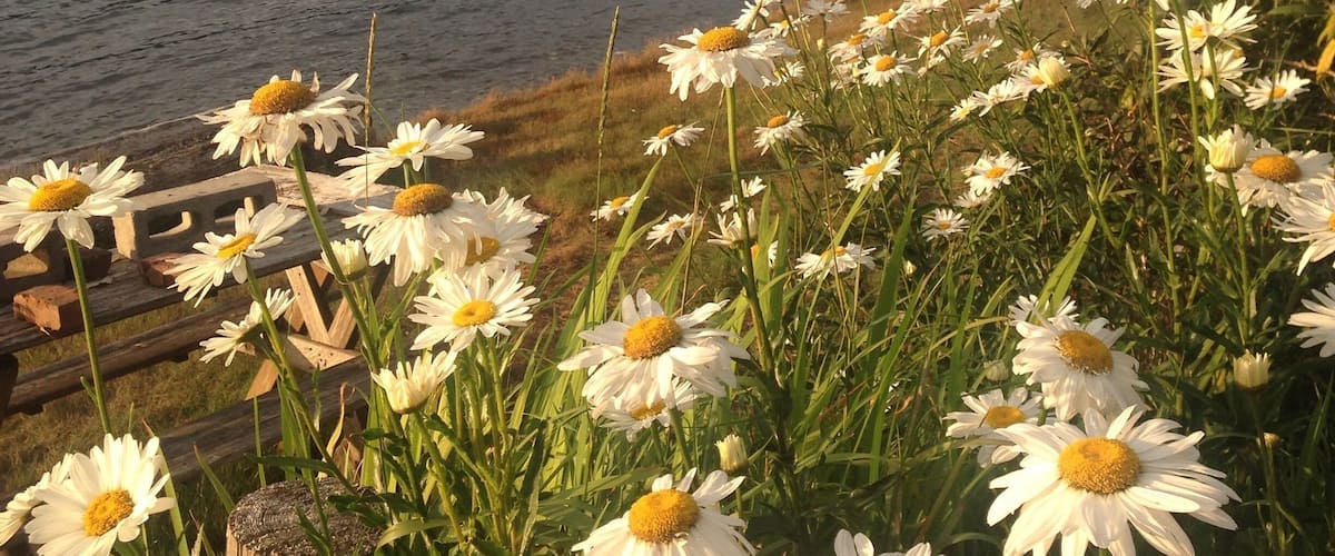 A lakeside scene with a person fishing, surrounded by daisies and other wildflowers.