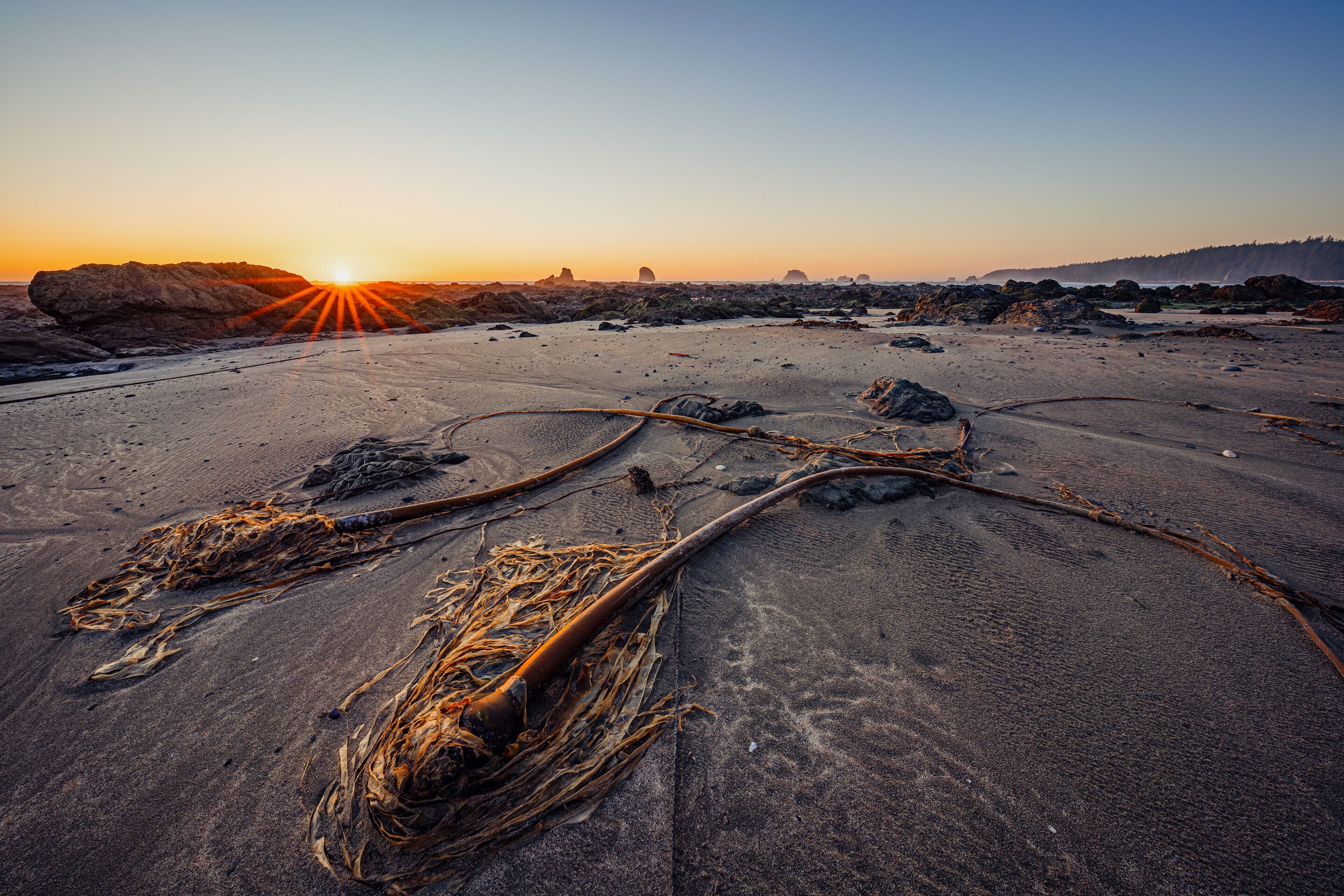 Stranded Kelp on the coastline of Olympic National Park.
