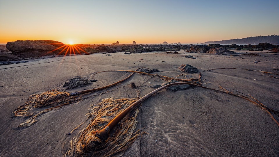 A desert landscape with a sunset, rocks, and seaweed on the sand.
