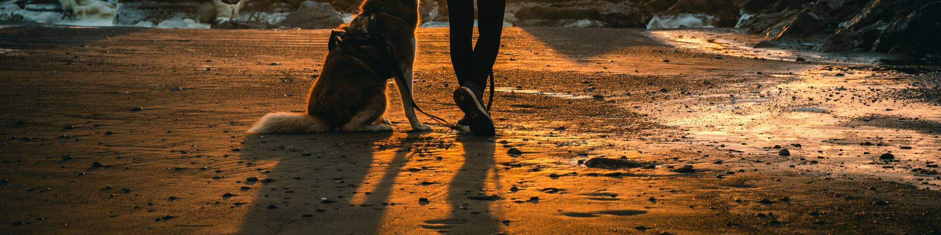 Woman Walking with Husky Dog at Sunset on Second Beach, Olympic National Park