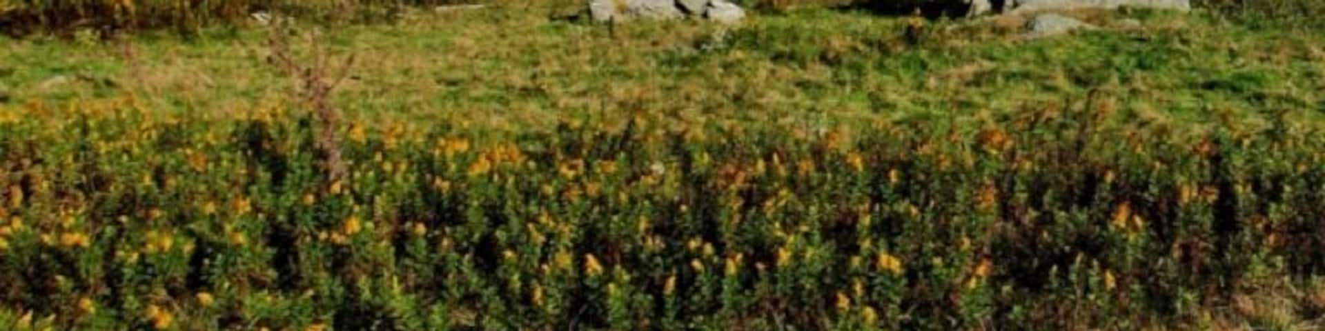 The Blue Ridge Parkway connects Great Smoky Mountain National Park to Shenandoah National Park. It's 400+ miles offers one of the best ways to view the smokies and will give you stunning landscapes such as this one. The drive changes dramatically from one area to the next, so you can see all different kinds of mountain range.