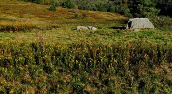 A grassy landscape with scattered rocks and wildflowers.