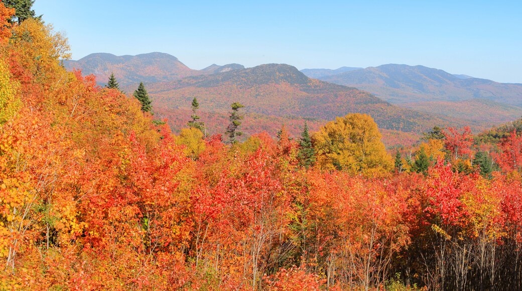 Fall foliage in White mountain national park