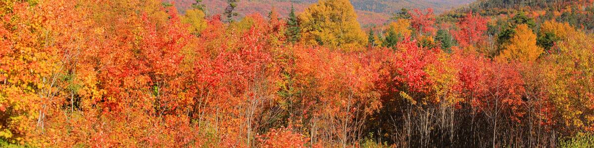 Fall foliage in White mountain national park