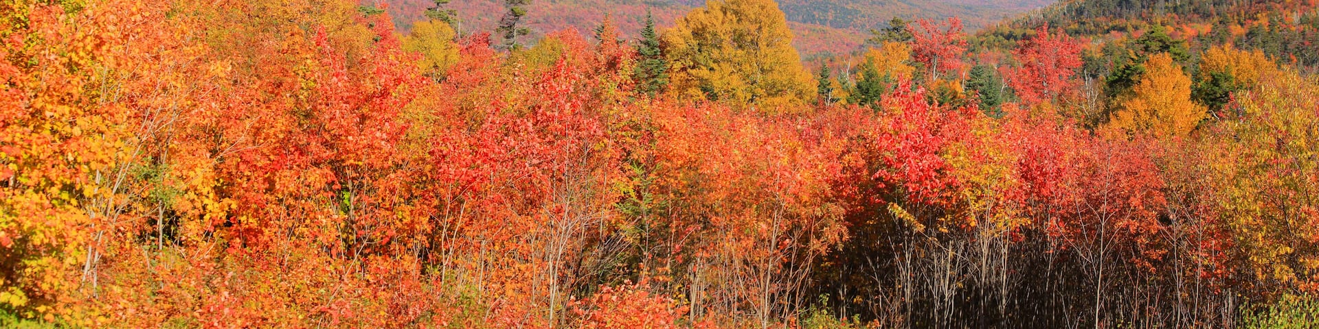 Fall foliage in White mountain national park
