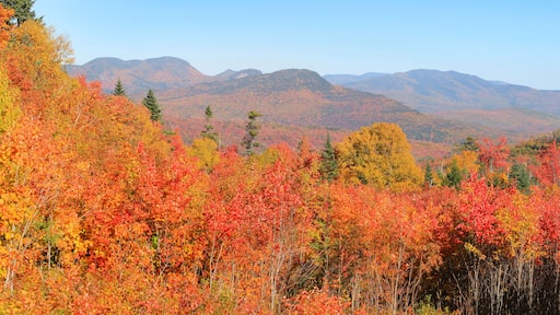 Fall foliage in White mountain national park