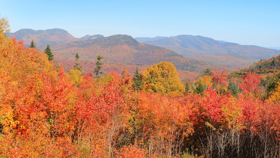 Fall foliage in White mountain national park