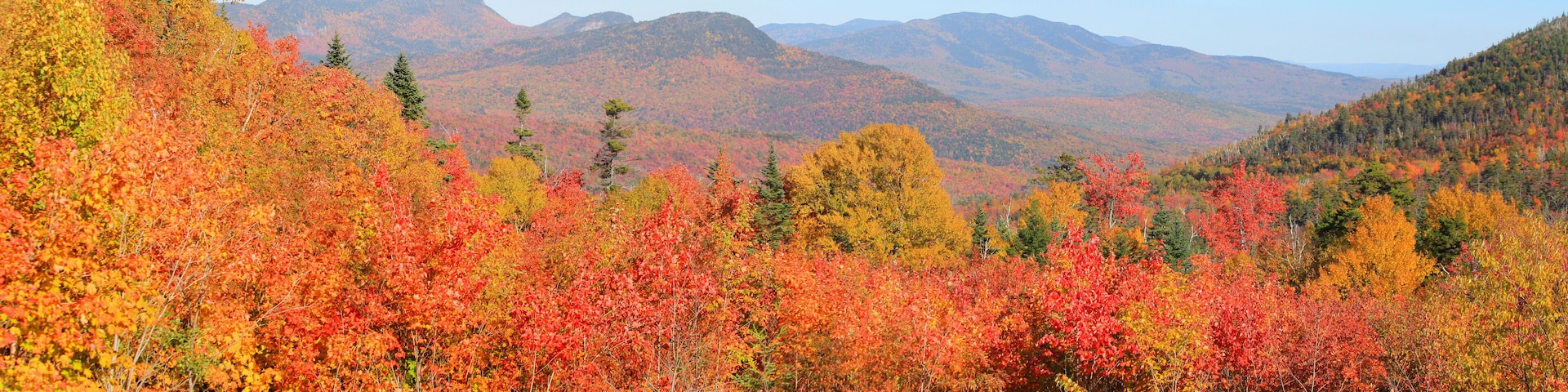 A forest with autumn foliage and mountains in the background.