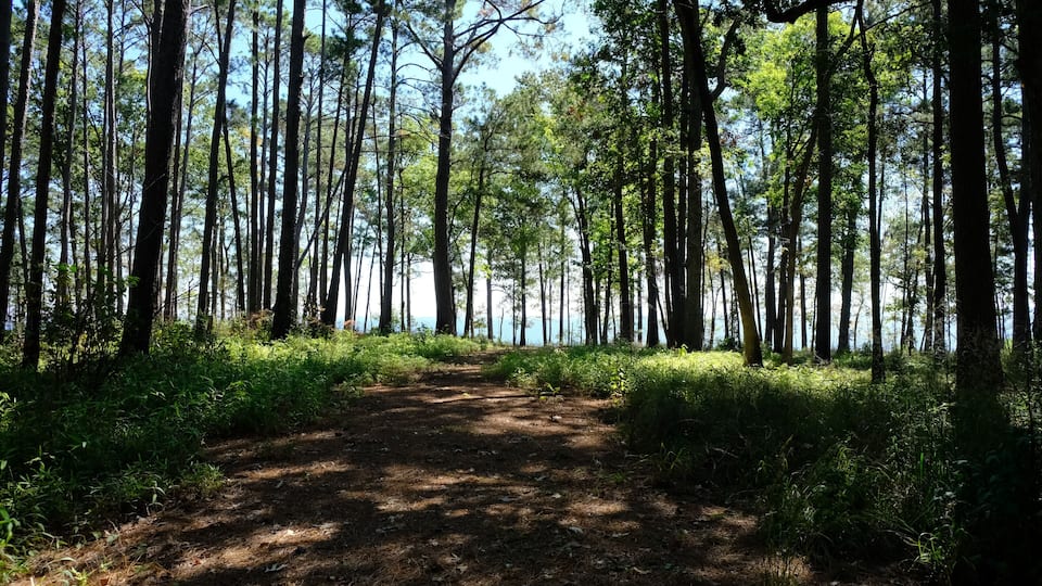 A forest path leading to a body of water.