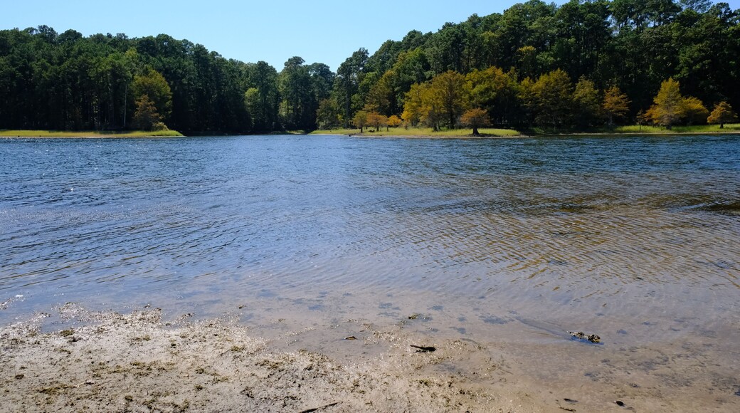 View of Toledo Bend from Sabine National Forest