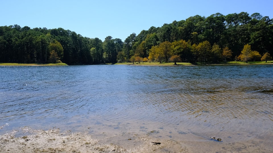 A lake with clear water, surrounded by dense forest and sandy shore.