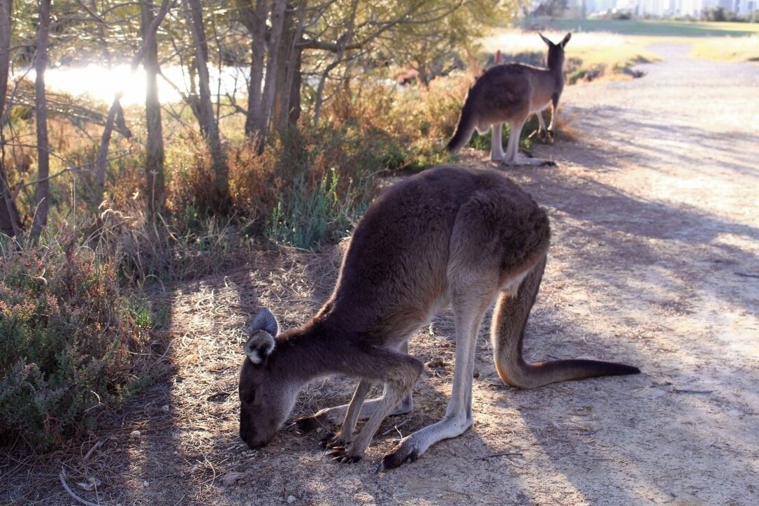 local kangaroos in their natural habitat right in perth. free visit too! #littlefinds