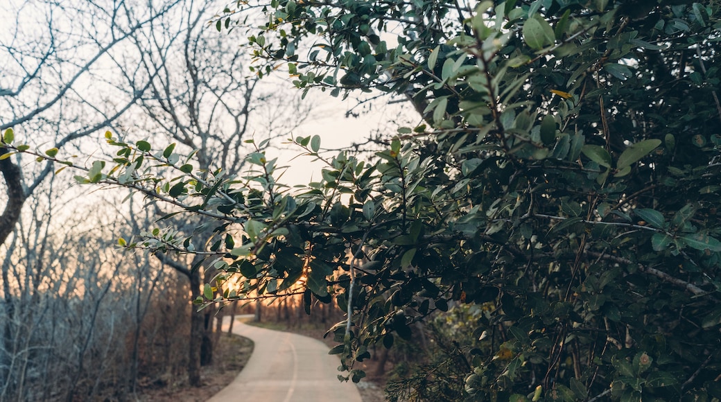 Concrete path and trees in the spring evening in the city park in Texas