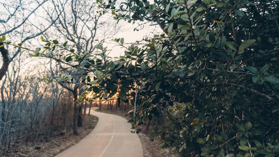 Concrete path and trees in the spring evening in the city park in Texas