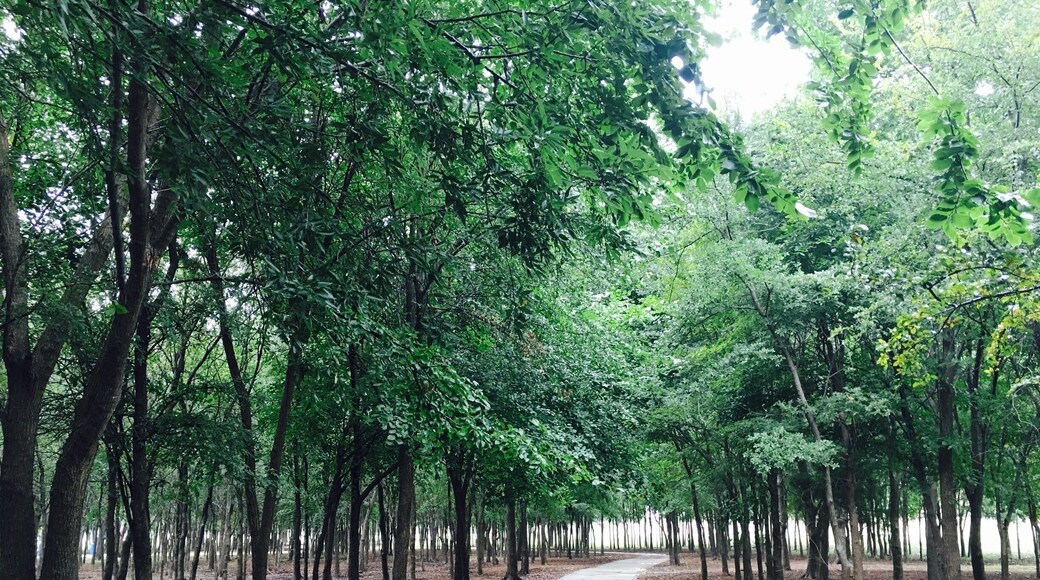 1.5 mile paved walking trail around celebration park