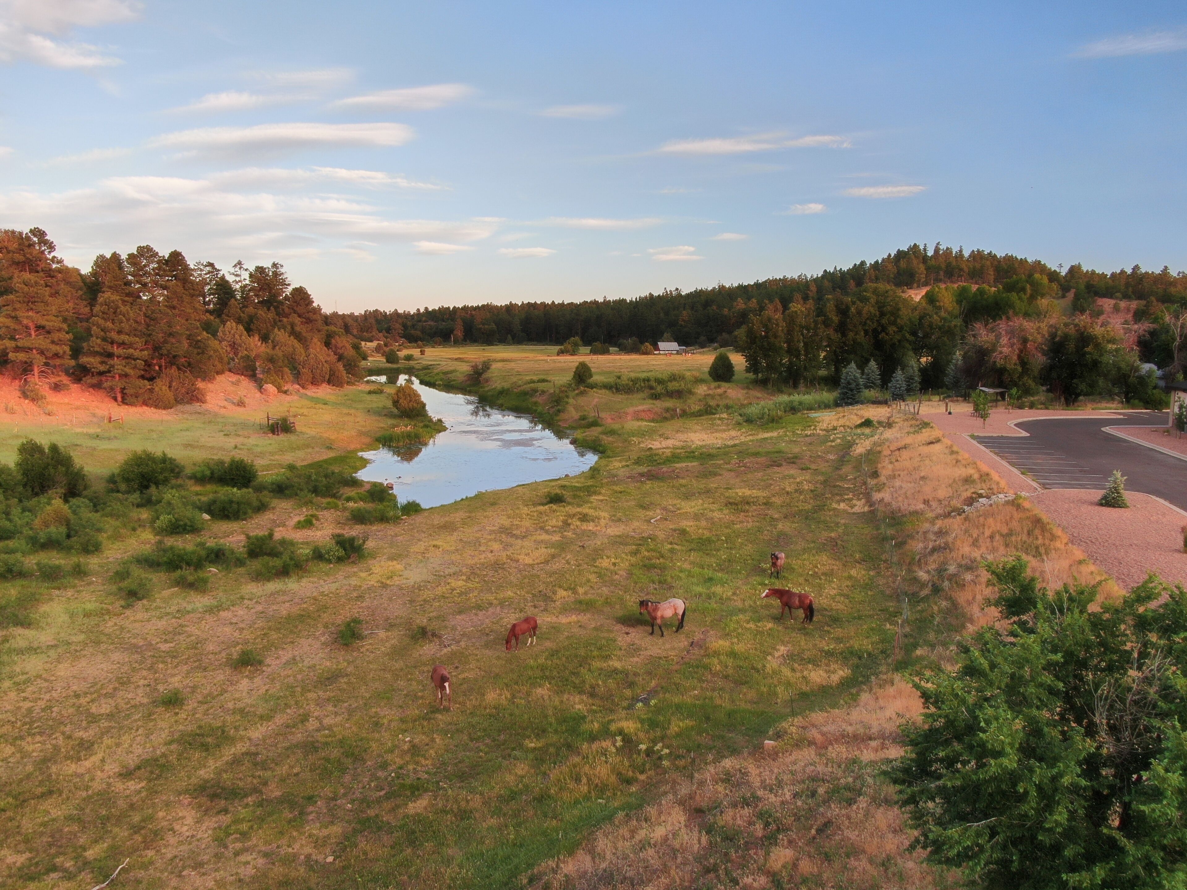 Horses along Show Low Creek in the White Mountains of Arizona. 