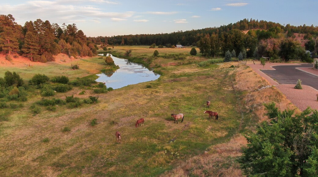 Horses along Show Low Creek in the White Mountains of Arizona.