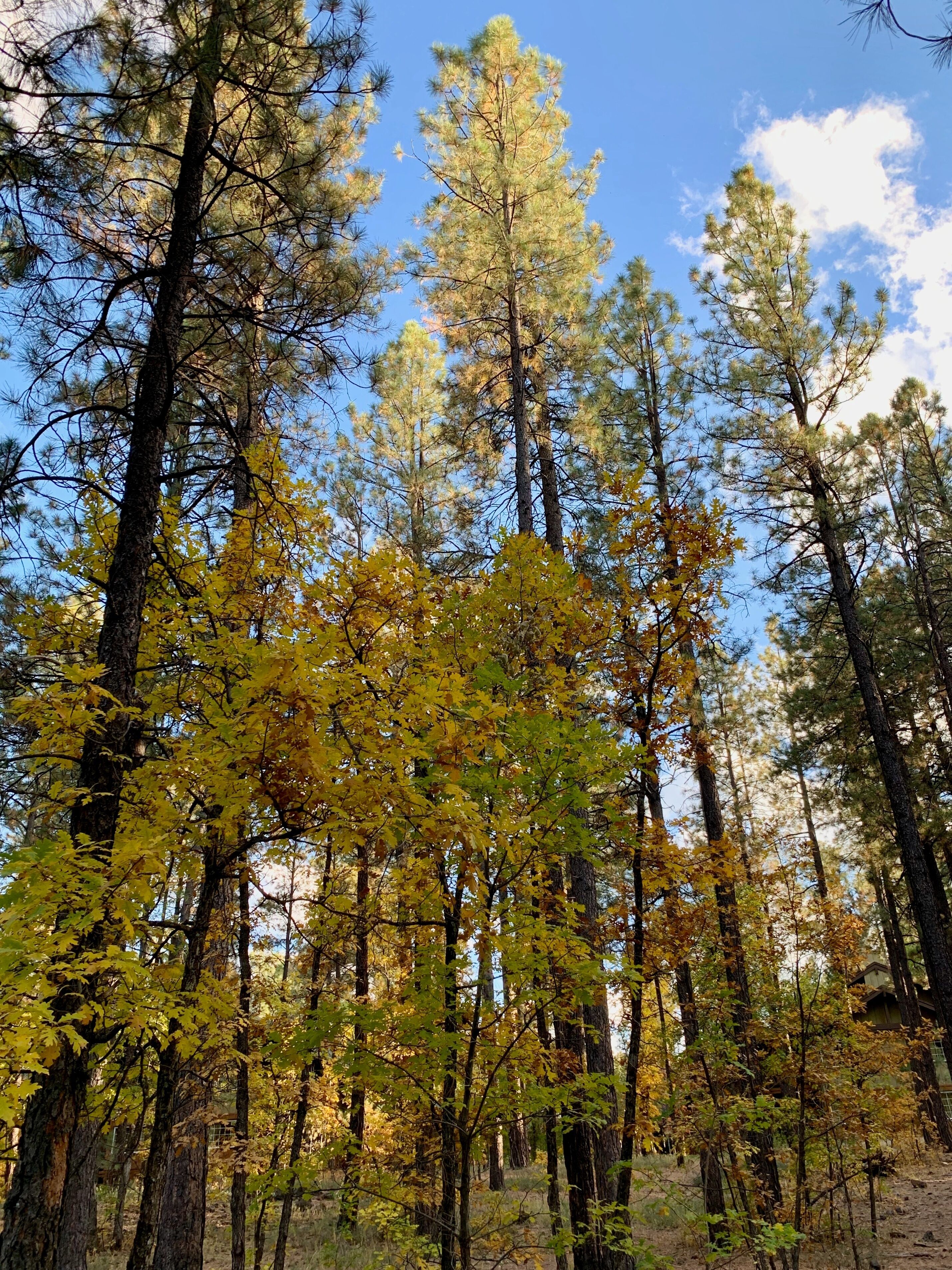 A stunning view of a forest canopy, with tall pine trees reaching for the sky and a vibrant display of autumn foliage.