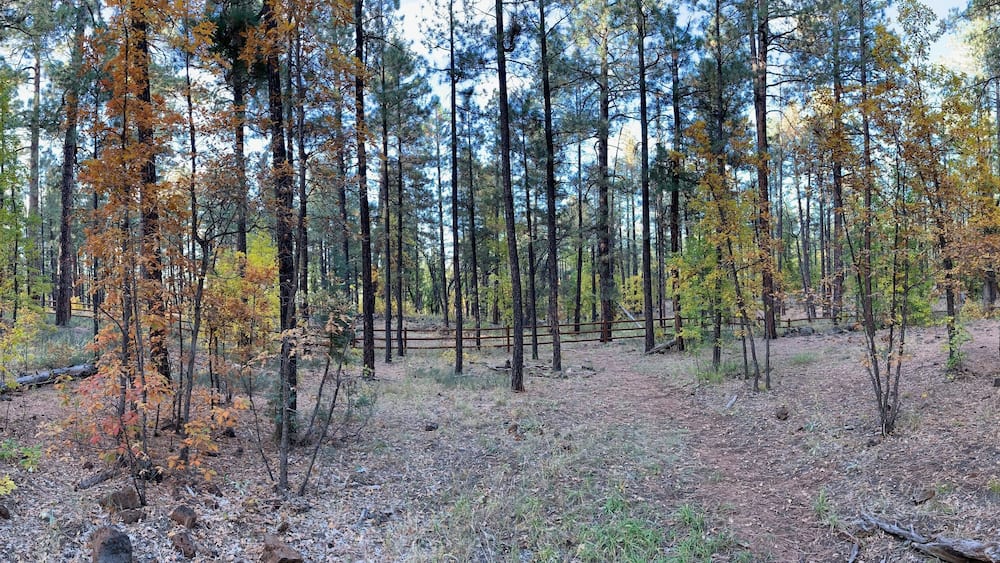 A serene forest in autumn with vibrant foliage, tall trees, and a rustic wooden fence. A peaceful trail meanders through the colorful landscape under soft sunlight.