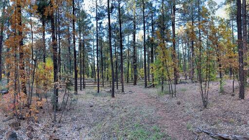 Pinetop