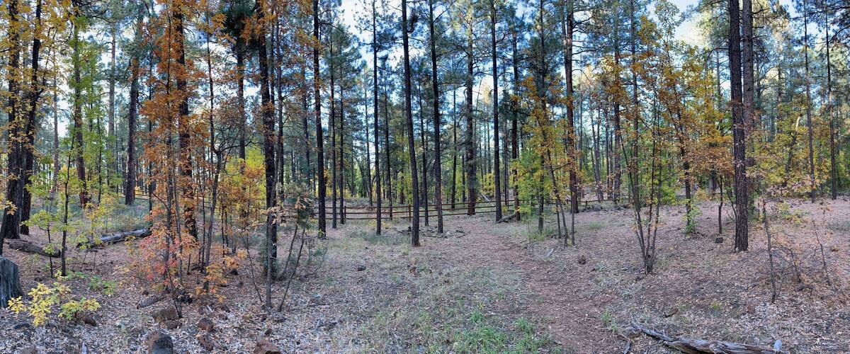 A serene forest in autumn with vibrant foliage, tall trees, and a rustic wooden fence. A peaceful trail meanders through the colorful landscape under soft sunlight.