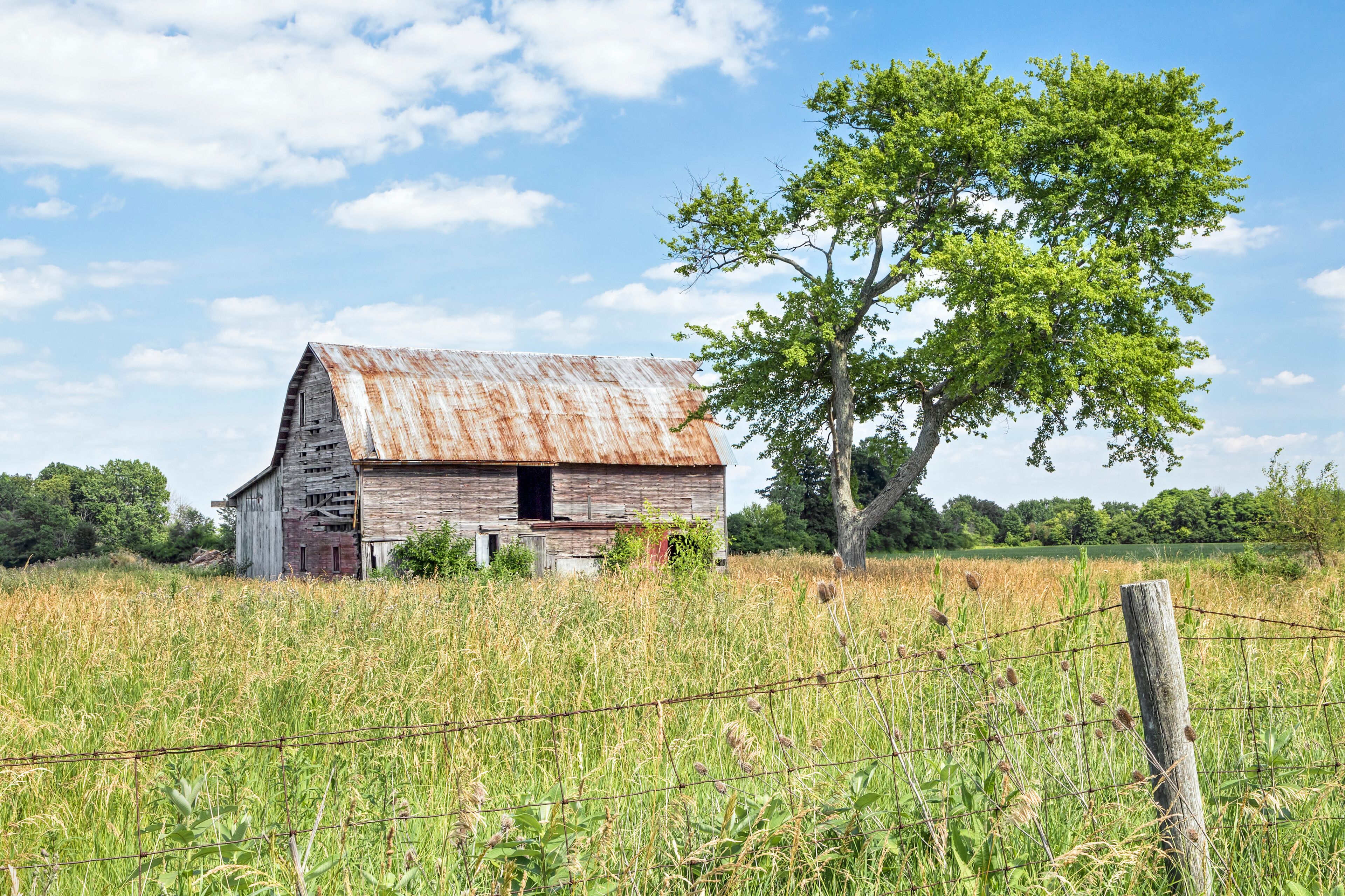 Old Friends - A rustic old barn stands by a weathered old tree in rural Madison County, Ohio.